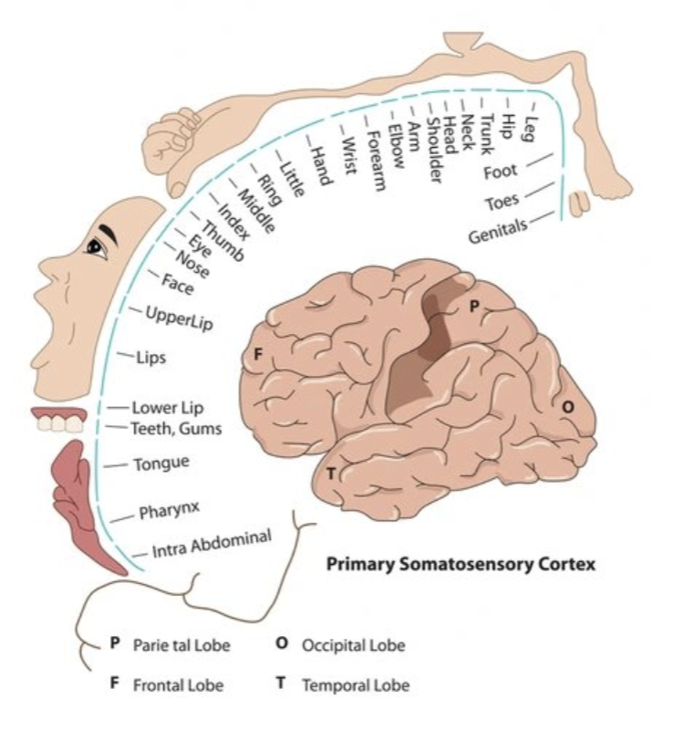 <ul><li><p>“smudging”</p></li><li><p>areas close together can blur or smudge due to chronic pain</p><ul><li><p>difficulty with differentiation of pain, especially with areas closer together</p></li><li><p>pain becomes more diffuse</p></li></ul></li></ul><p></p>