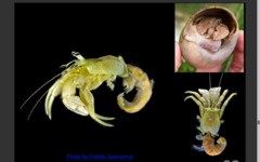<p>What is the scientific name of the Flat Clawed Hermit Crab?</p>
