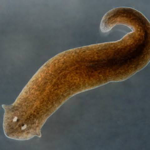 <p>planarians; type of flatworm; class of Platyhelminthes which is inside lophotrochozoa; predators and scavengers, photosensitive eyespots, fragmentation</p>