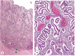 <p>What happens to the endometrial glands during the secretory phase?</p>