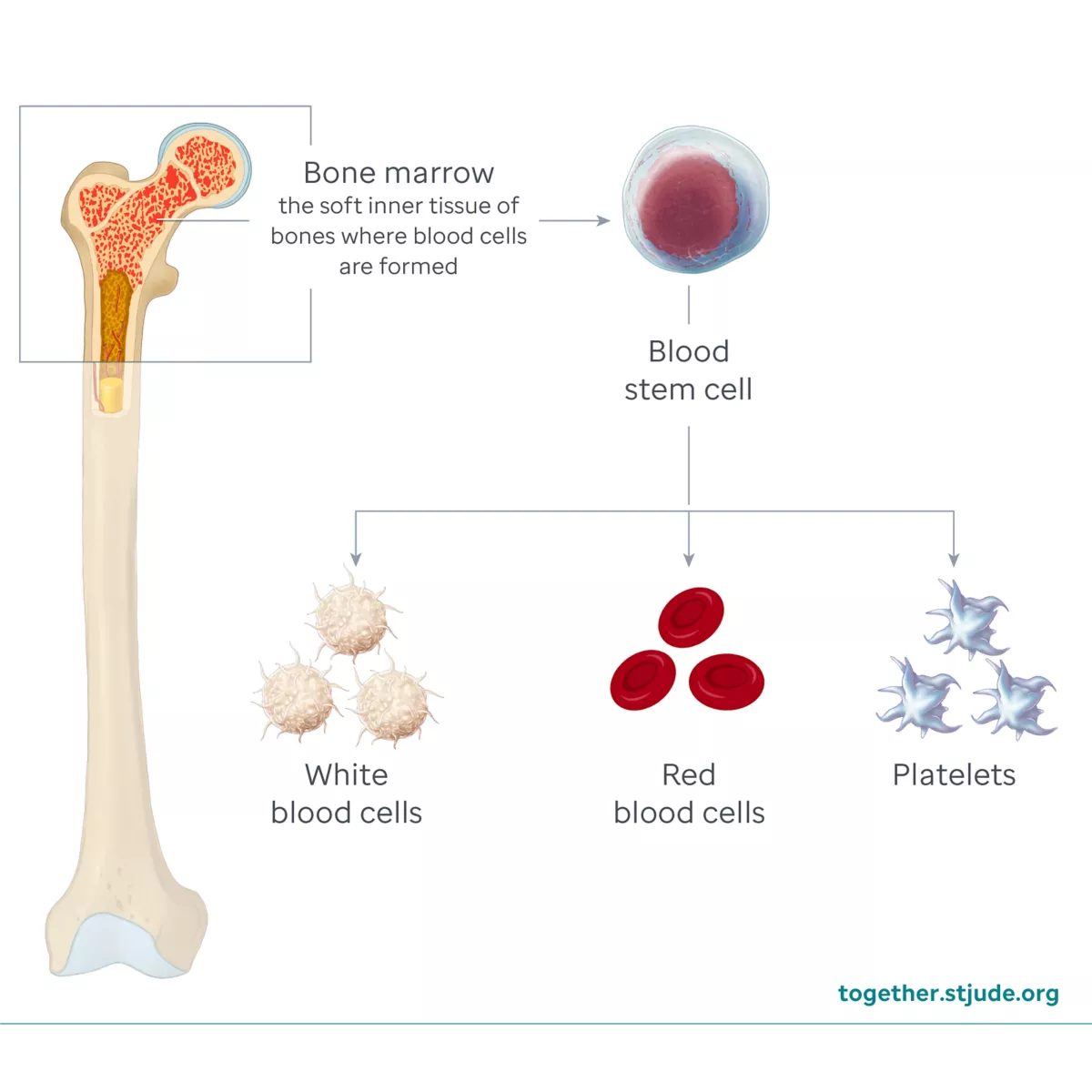 <p>Bone marrow response time</p>