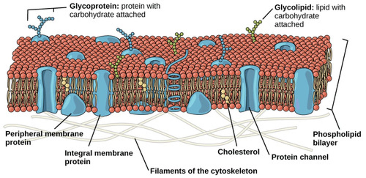 <p>cholesterol</p><p>(Note: sterols perform</p><p>similar functions in plants)</p>