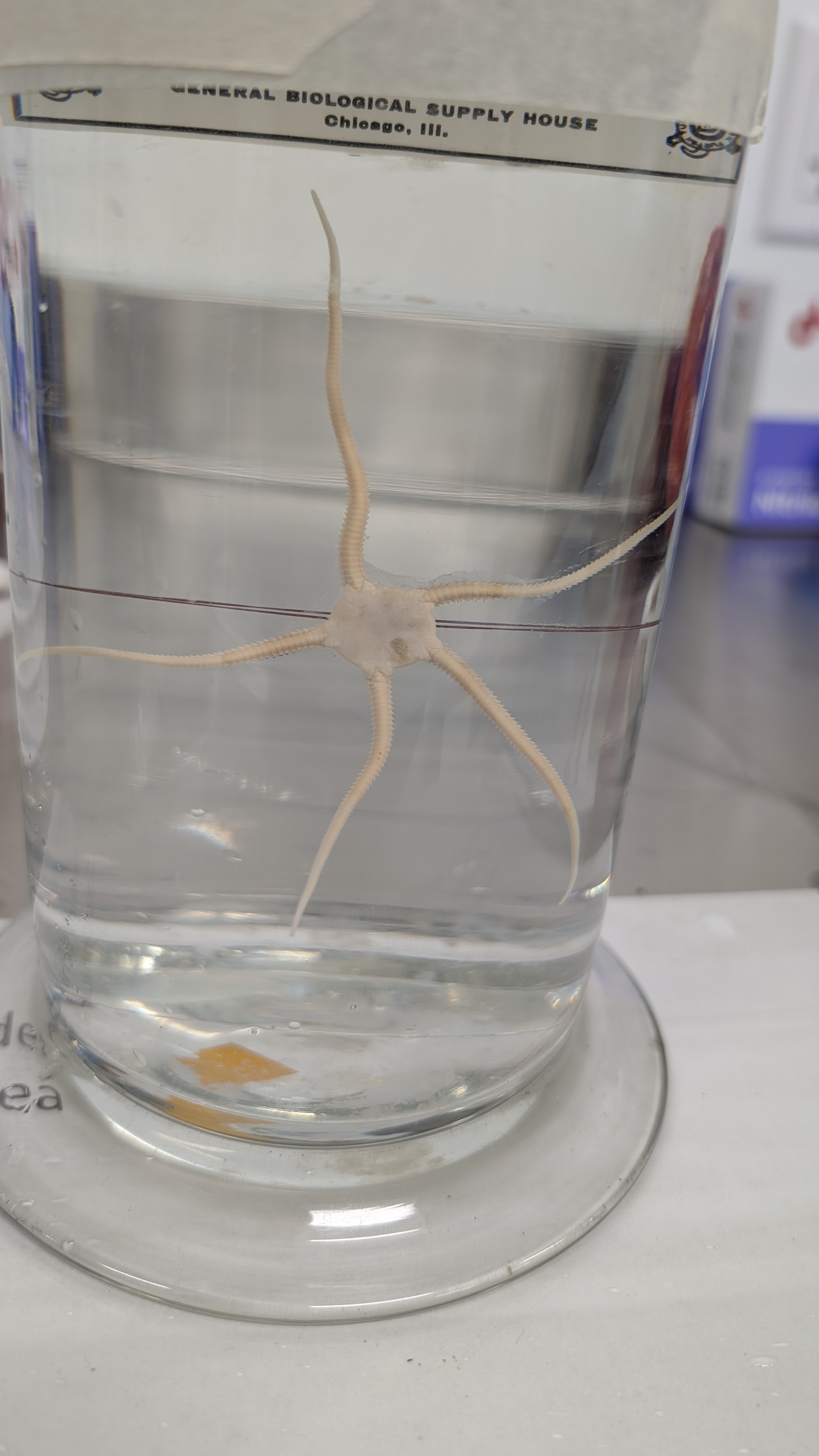 <p>Identify</p>