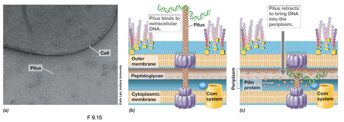 <ul><li><p>Extracellular dsDNA binds to the tip of an extended pilus, then retracting to pull DNA toward the cell surface</p></li><li><p>In Gram-negative bacteria, this process brings DNA into the periplasm; in Gram-positive bacteria DNA is transported toward the cytoplasmic membrane</p></li></ul><p></p>