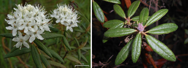 <ul><li><p>Evergreen shrub with leathery leaves</p></li><li><p>Rusty fuzzy undersides</p></li><li><p>White flower clusters in spring</p></li><li><p>Strong herbal smell</p></li><li><p>Bogs, muskeg & tundra edges</p></li></ul><p></p>