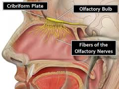 <p>Receptors that detect chemicals associated with odors.</p>