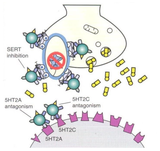 <p>Werkt in op neuroreceptoren — <strong>SARI: serotonine antagonist &amp; reuptake inhibitor</strong></p><ul><li><p><span style="color: rgb(173, 3, 3);"><strong>SERT, α1 &amp; H1 inhibitor</strong></span> (presynaptisch) &amp; <span style="color: rgb(170, 0, 0);"><strong>5-HT2A/2C antagonisme</strong></span> (postsynaptisch) → uitgesproken anxiolytische effecten &amp; geen seksuele disfunctie</p></li><li><p>minder anticholinerge neveneffecten ivglm TCA</p></li><li><p>anti-adrenerge &amp; sterke anti-histaminerge neveneffecten → ‘s avonds innemen</p></li><li><p>globaal vrij sedatief → <em>vb. depressie met slaapproblemen</em></p></li></ul><p></p>