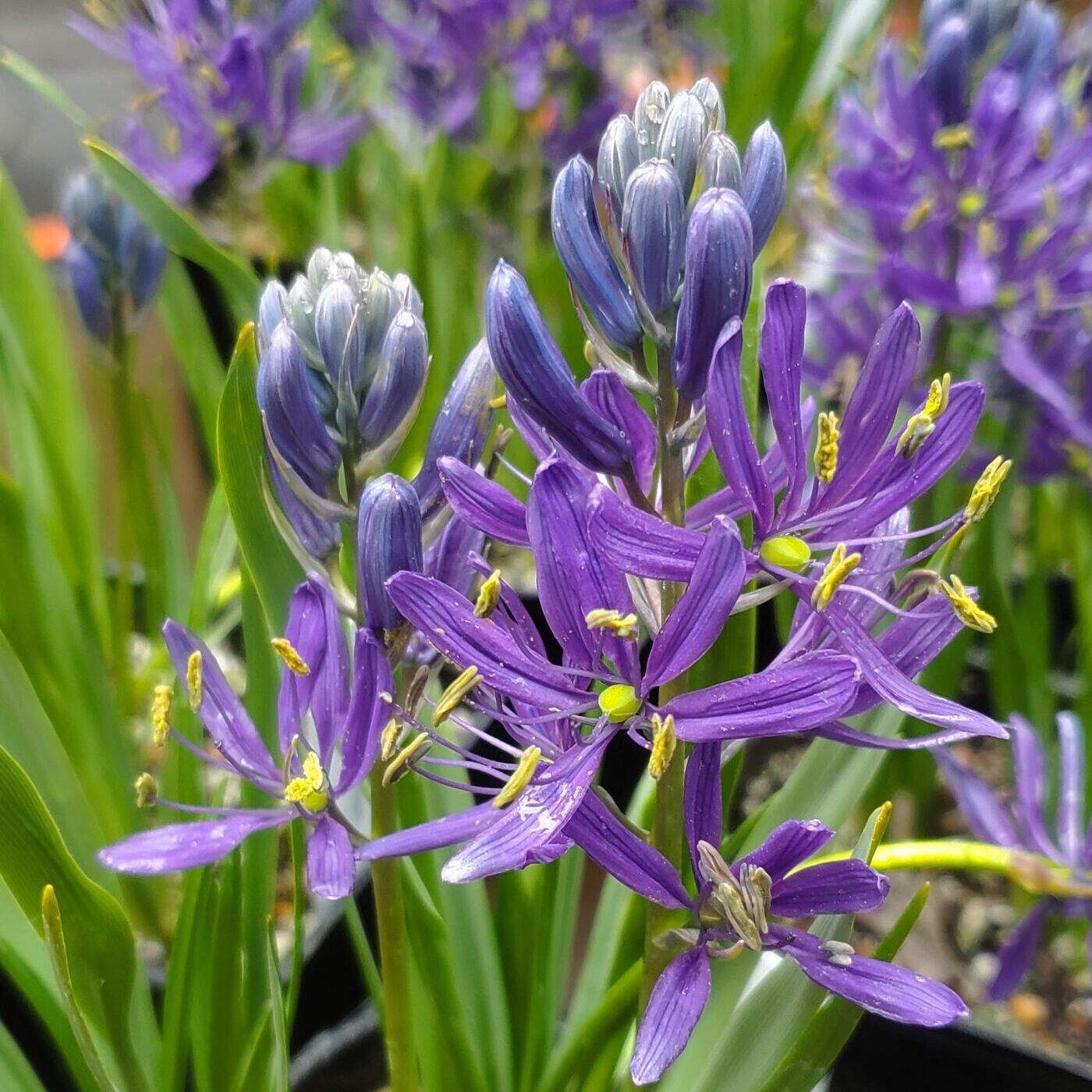 <p>Perennial herb up to 27” tall, with a deep egg-shaped bulb, pale to deep blue flowers, uneven radial pattern</p>