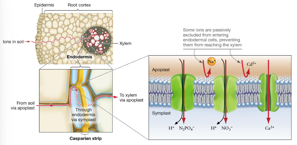 <p>How do plants use passive exclusion to limit toxins?</p>