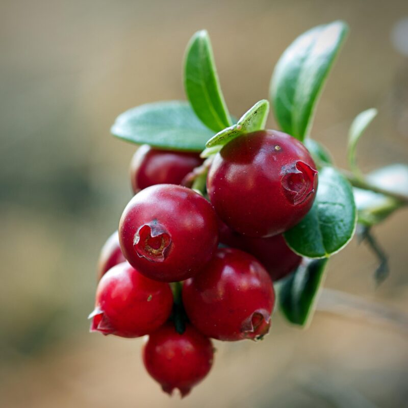 <p>cranberry</p>
