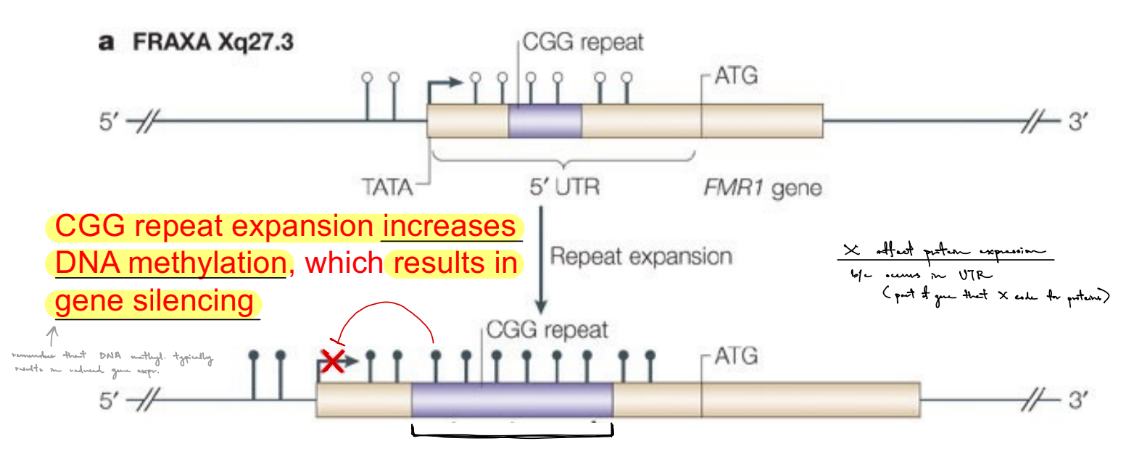 <p>mutation: <strong><u>increased CGG repeat expansions</u></strong> that <u>increase DNA methylation</u> to get <strong><u>methylated repeats</u></strong> → <u>FMR1 gene silencing</u></p><ul><li><p><u>FMR1 / FRAXA gene</u> (Fragile X gene) has a CGG repeat in the <u>5’ UTR</u> of the mRNA</p></li></ul><p><span style="color: purple;">(^^ mutation can be called FXS)</span></p><p>doesn’t affect protein expression</p><ul><li><p>b/c the affected CGG repeats are in the 5’ <strong><u>UTR</u></strong>, which is a non-coding region for proteins</p></li></ul><p></p>