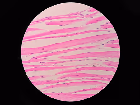 <p>What tissue is this?</p>