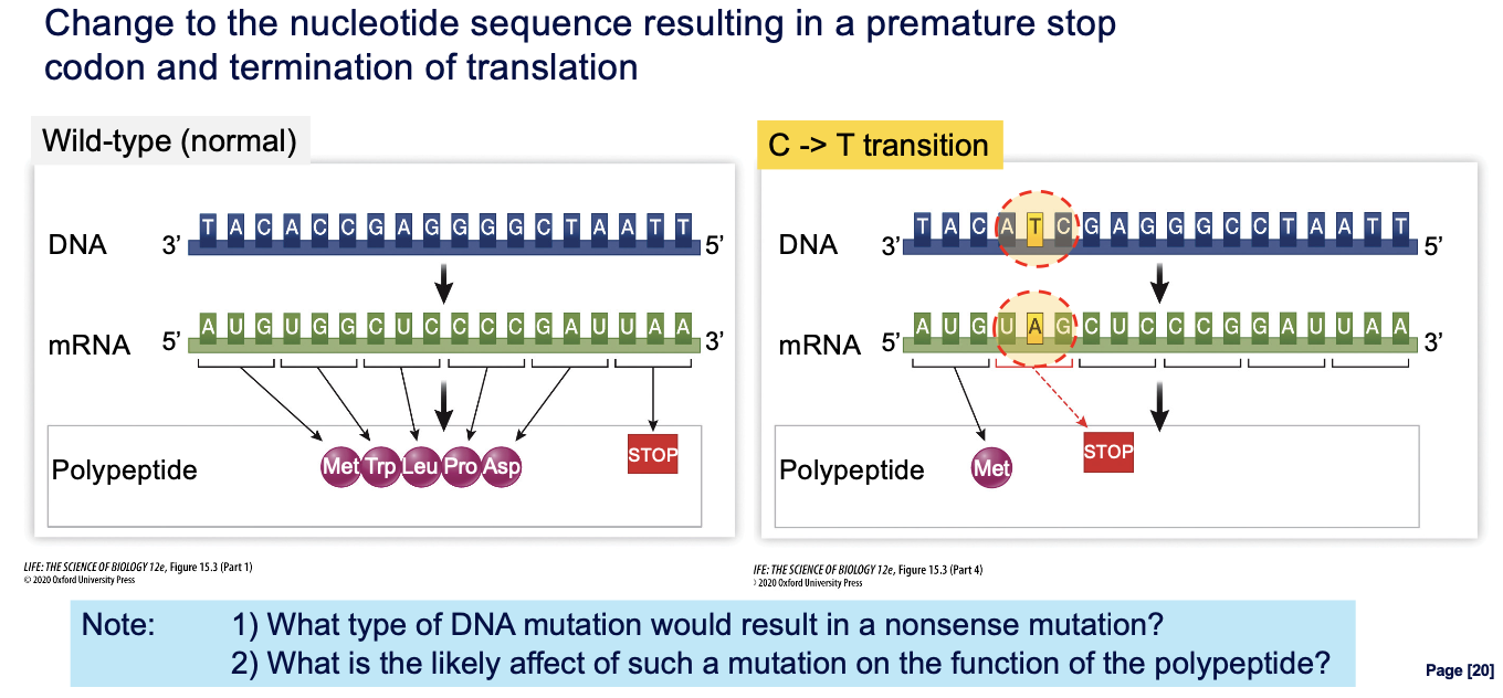 <p>truncated/shortened polypeptide</p>