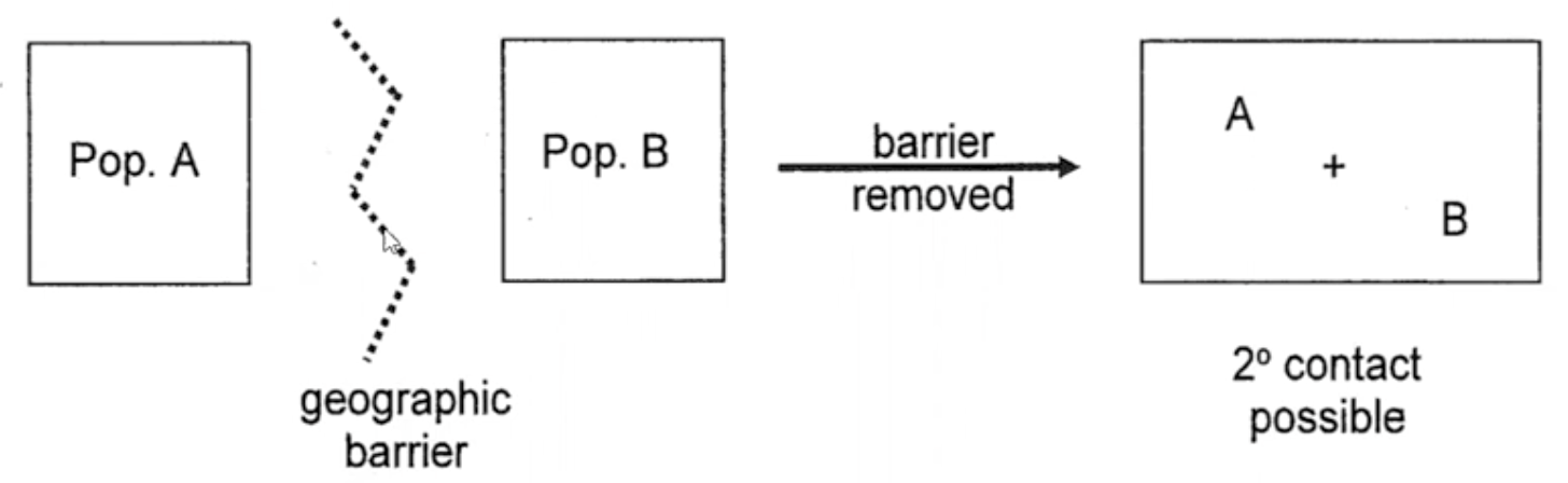 <p>genetic divergence occurs while 2 poplations are geographically seperated (too far apart for gene flow, dispersal or migration)</p><ul><li><p>due to mutation, genetic drift or natural selection</p><ul><li><p>can lead to the pops becoming genetically and or behaviorally incompatible</p></li></ul></li></ul><p>special case: peripatric speciation → occurs in small isolated peripheral populations</p><ul><li><p>colonization of nearby islands = founder events</p></li></ul><p></p>
