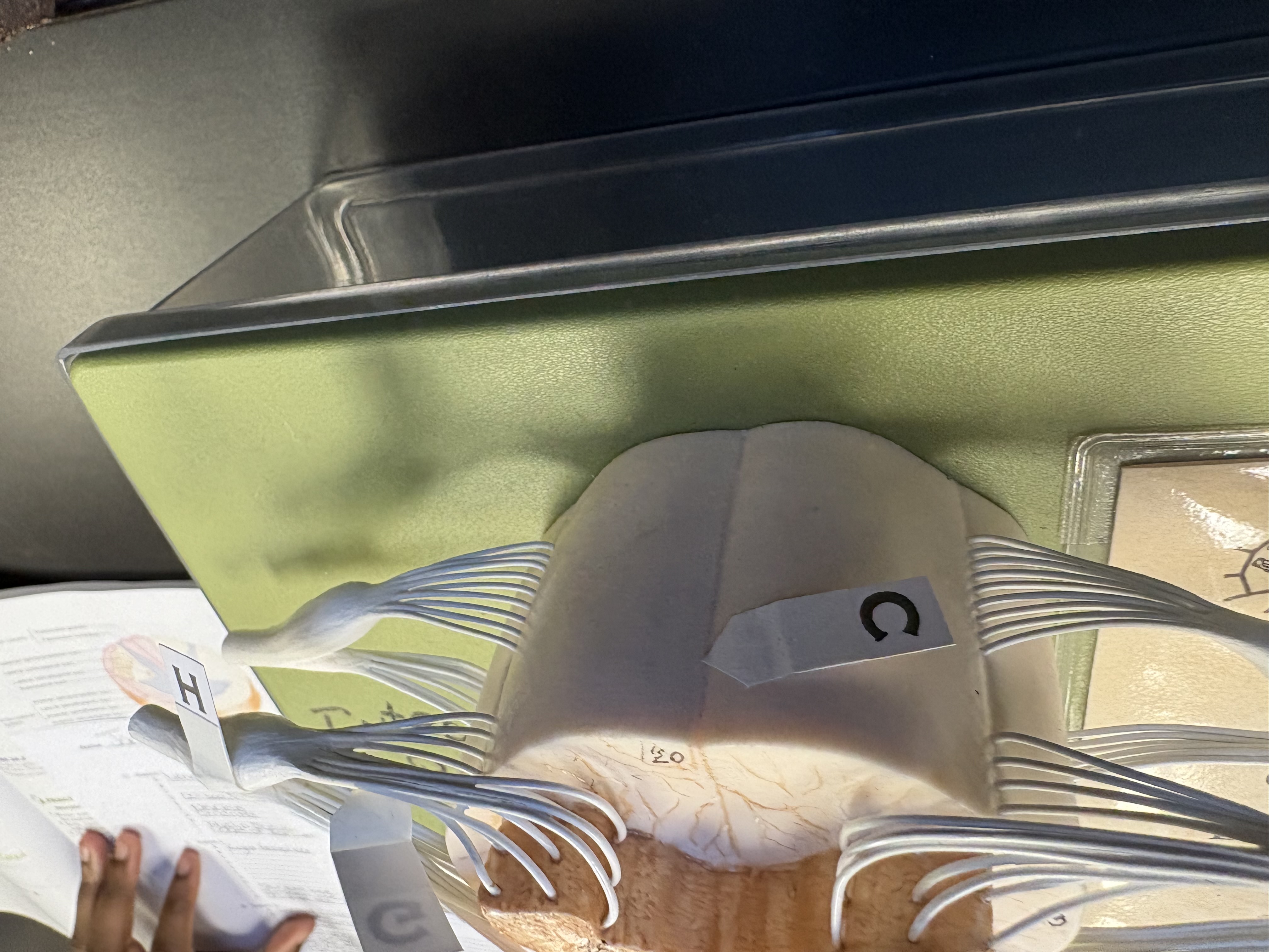 <p>C. identify this structure </p>