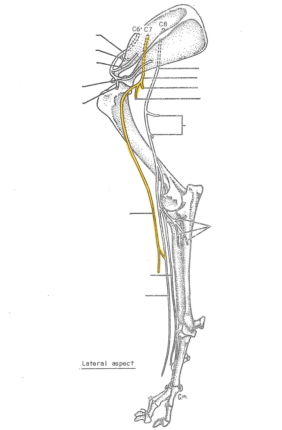 <p>originates from C7-C8</p><p>innervates:</p><ul><li><p>shoulder flexors</p><ul><li><p>deltoid</p></li><li><p>teres major</p></li><li><p>subscapularis</p></li></ul></li><li><p>skin of dorsolateral brachium</p></li></ul><p></p>