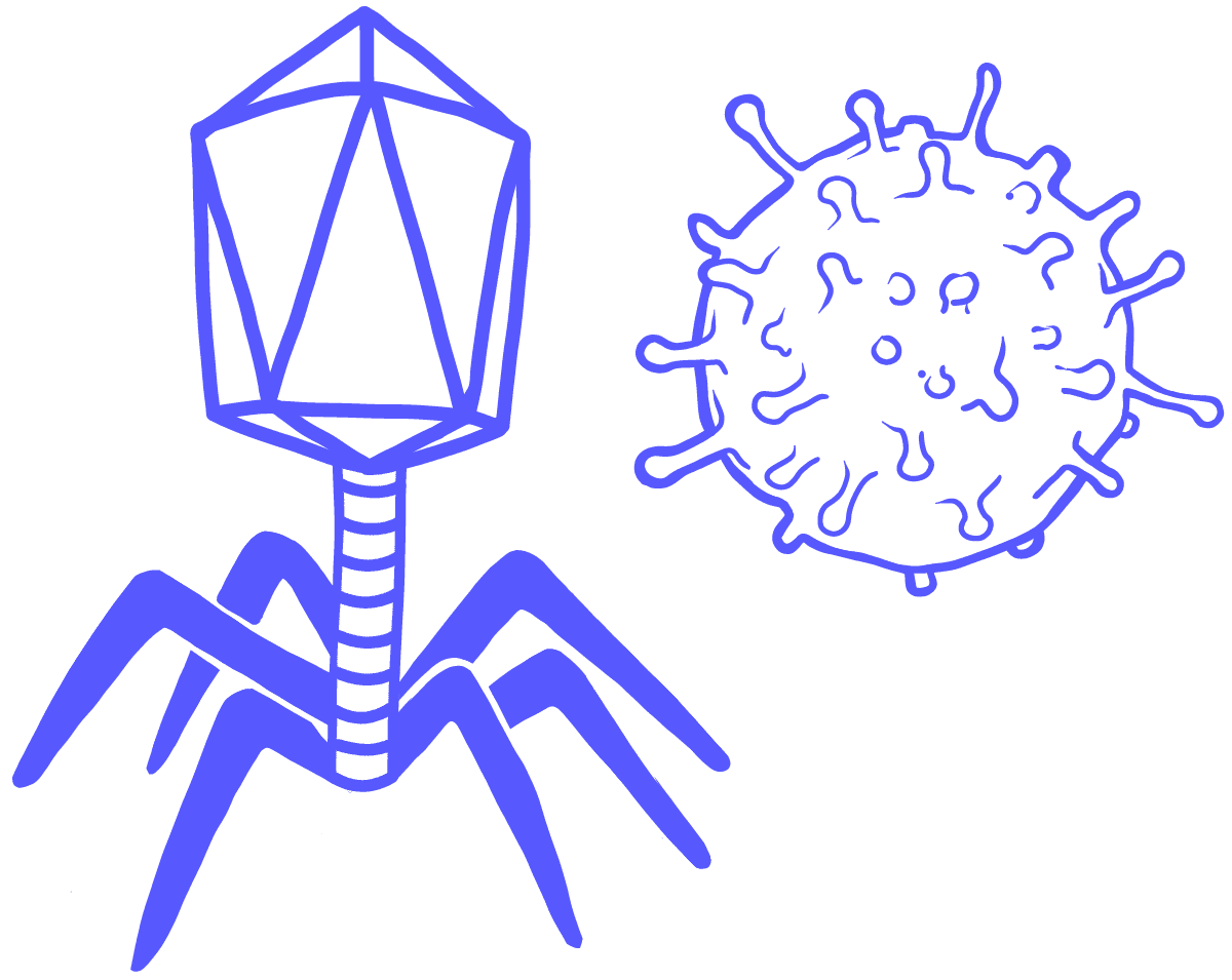 <p><span style="color: rgb(246, 213, 19);"><strong>**</strong></span>What viral shape is a combination of forms and has leg-like structures?</p>