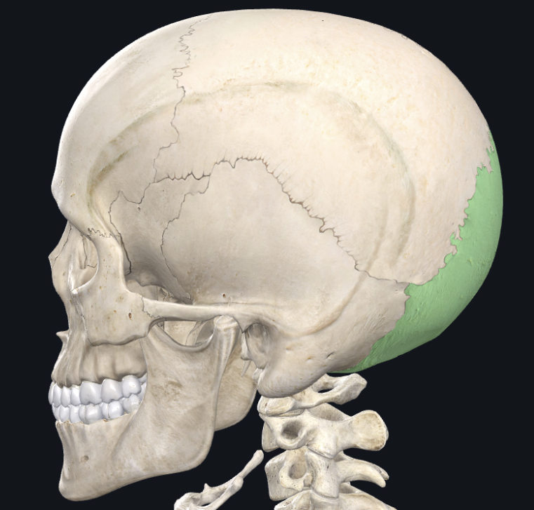 <p><span style="background-color: transparent; font-family: "EB Garamond", serif;"><span>The hindmost bone of the skull, located below the parietal bones; forms the back of the skull above the nape</span></span></p>