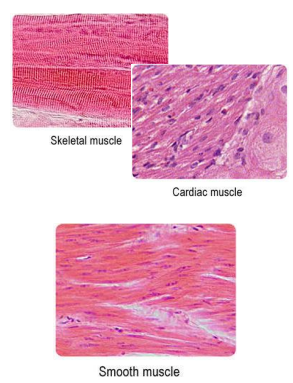 <p>Types of muscle</p>
