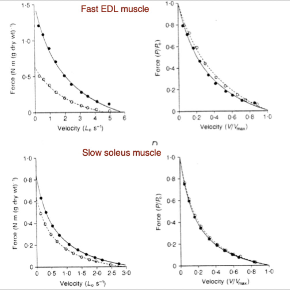 <ul><li><p><strong>Fast EDL Muscle</strong>: Shows a <strong>large drop in absolute force</strong> under fatigue</p></li><li><p><strong>Slow Soleus Muscle</strong>: Maintains force much better under fatigue (fatigue-resistant)</p></li><li><p><strong>Normalized Curves</strong>: When normalized (P/P0 vs V/Vmax), the curve shapes remain nearly identical</p></li></ul><p></p><p>Black point line = fresh muscle compared to white point line = used muscle</p><p>P0,F0= gleich immer die isometrische Form = dafür steht die null, weil 0,2Vx0F=0</p><p></p>