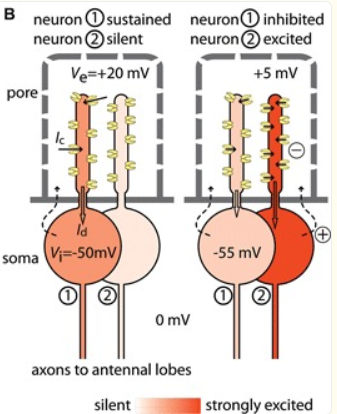<p>odour molecules enter via pores</p><p>dendrites of 2 neurons in hair lumen</p><p>both share an extracellular space</p><p>opening in channels in neuron 1 draws current from this space (so when channels open in neuron 2 there is less to draw from)</p>