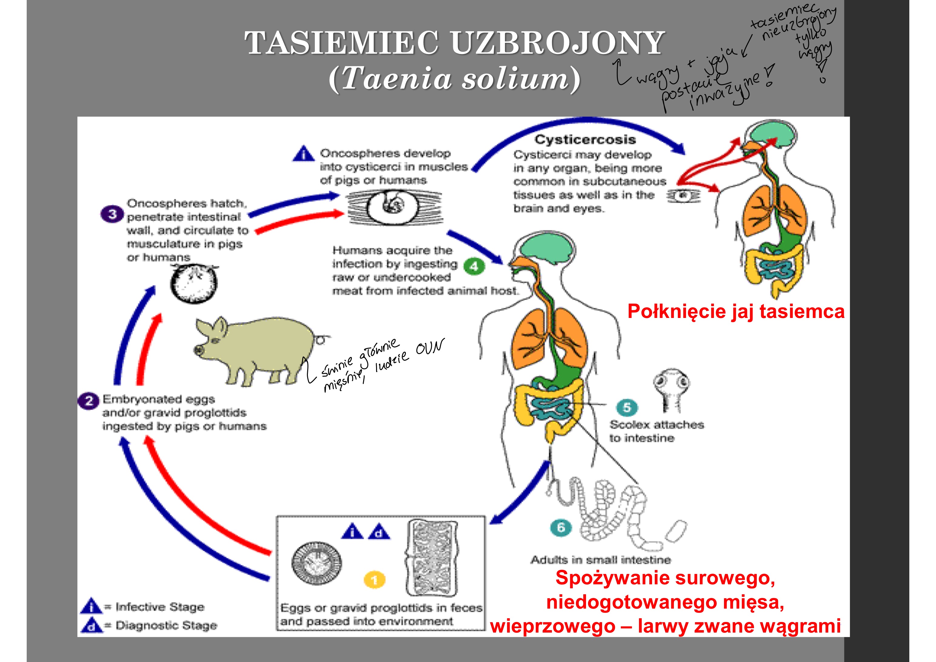 <ul><li><p>drogą pokarmową: wągry w mięsie wieprzowym</p></li><li><p>doustnie jajami </p></li></ul><p></p>