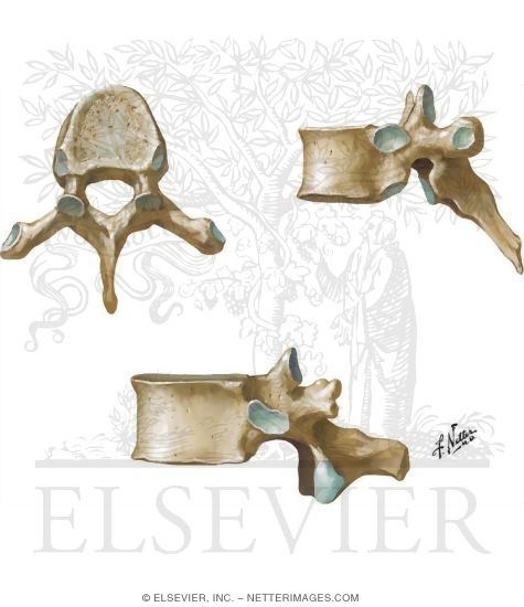 <p>What shape are vertebrae?</p>