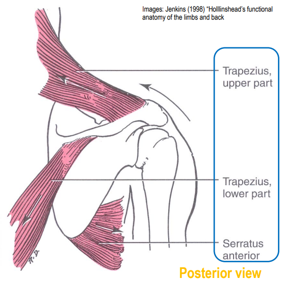 <ul><li><p>trapezius (upper part)</p></li><li><p>trapezius (lower part)</p></li><li><p>serratus anterior</p></li></ul><p></p>