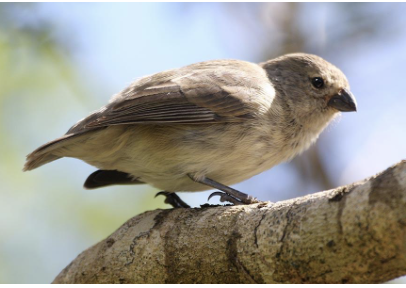 <ul><li><p><em>Geospiza pauper </em></p></li><li><p>critically endangered</p></li><li><p>this finch is only found in the highlands of Floreana </p></li></ul><p></p>