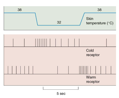 <p>Thermoreceptors</p><ul><li><p>Varying sensitivities to hot and cold temperatures</p></li><li><p>Cold (Aδ &amp; C fibers) and hot (C fibers)</p></li><li><p>Adapt to long durations of stimuli</p></li></ul><p>Follow the same pathway as pain</p>