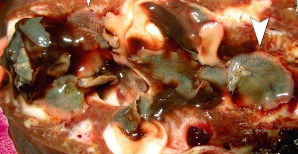 <p>přežvýkavci</p>