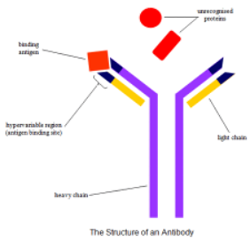 <p><span>proteins that have a quaternary structure, containing four polypeptide chains:</span></p><p class="MsoListParagraphCxSpFirst"><span style="font-family: Aptos, sans-serif;">-</span><span style="font-family: "Times New Roman"; line-height: normal; font-size: 7pt;"> </span><span> two long heavy and two shorter light chains.</span></p><p class="MsoListParagraphCxSpMiddle"><span style="font-family: Aptos, sans-serif;">-</span><span style="font-family: "Times New Roman"; line-height: normal; font-size: 7pt;"> </span><span>Free ends are antigen-binding sites: these differ in different antibodies, specific to a particular antigen. Known as the variable regions which are identical in the same antibody.</span></p><p class="MsoListParagraphCxSpLast"><span style="font-family: Aptos, sans-serif;">-</span><span style="font-family: "Times New Roman"; line-height: normal; font-size: 7pt;"> </span><span>Hinge area to form a better link with an antigen. </span></p>