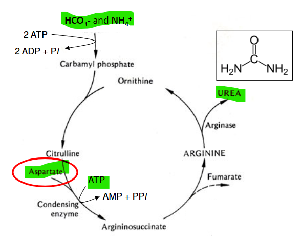 <p>Toxic NH<sub>4</sub><sup>+ </sup>converted to urea in liver</p><p>Urea transported to kidney</p><p>Aspartate donates Amino group (to form urea)</p><p>Uses Bicarbonate nearby (prevent alkalosis)</p><p>Requires ATP</p>