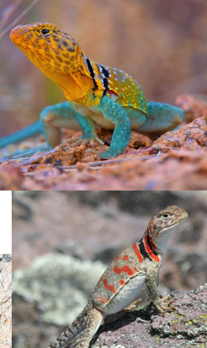 <p>N central, S Central, SE</p><p>1-2 Dark collars</p><p>Males: orange/yellow throat and brighter colors</p><p>Territorial-males are bigger</p><p>Common in rocky areas</p><p>Females protect nests</p>