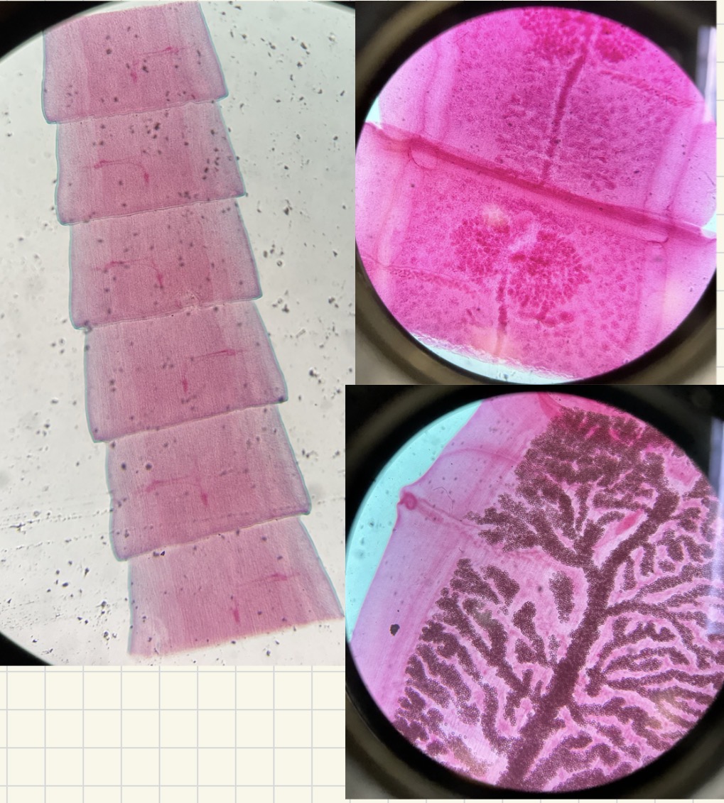 <p>What are these</p>