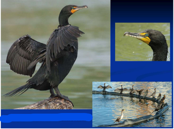 <p>Order Suliformes<br>Family Phalacrocoracidae<br>Double-crested Cormorant</p>