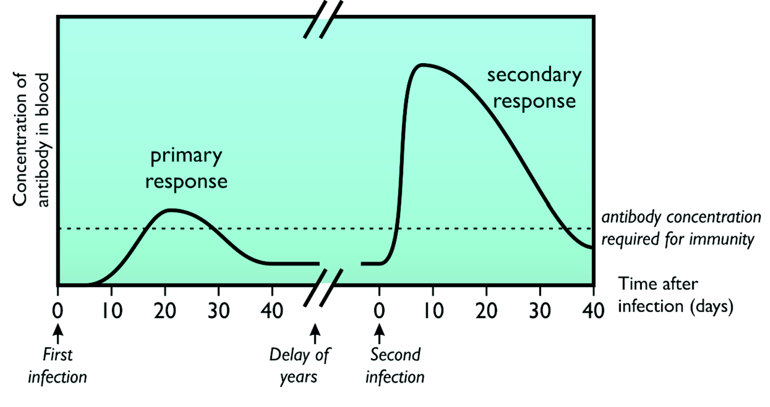<p>describe the the shape of this graph</p>