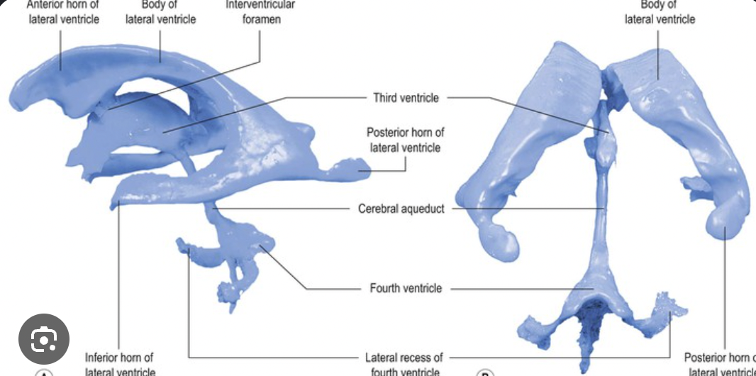 <p>Know the parts of the ventricular system</p>