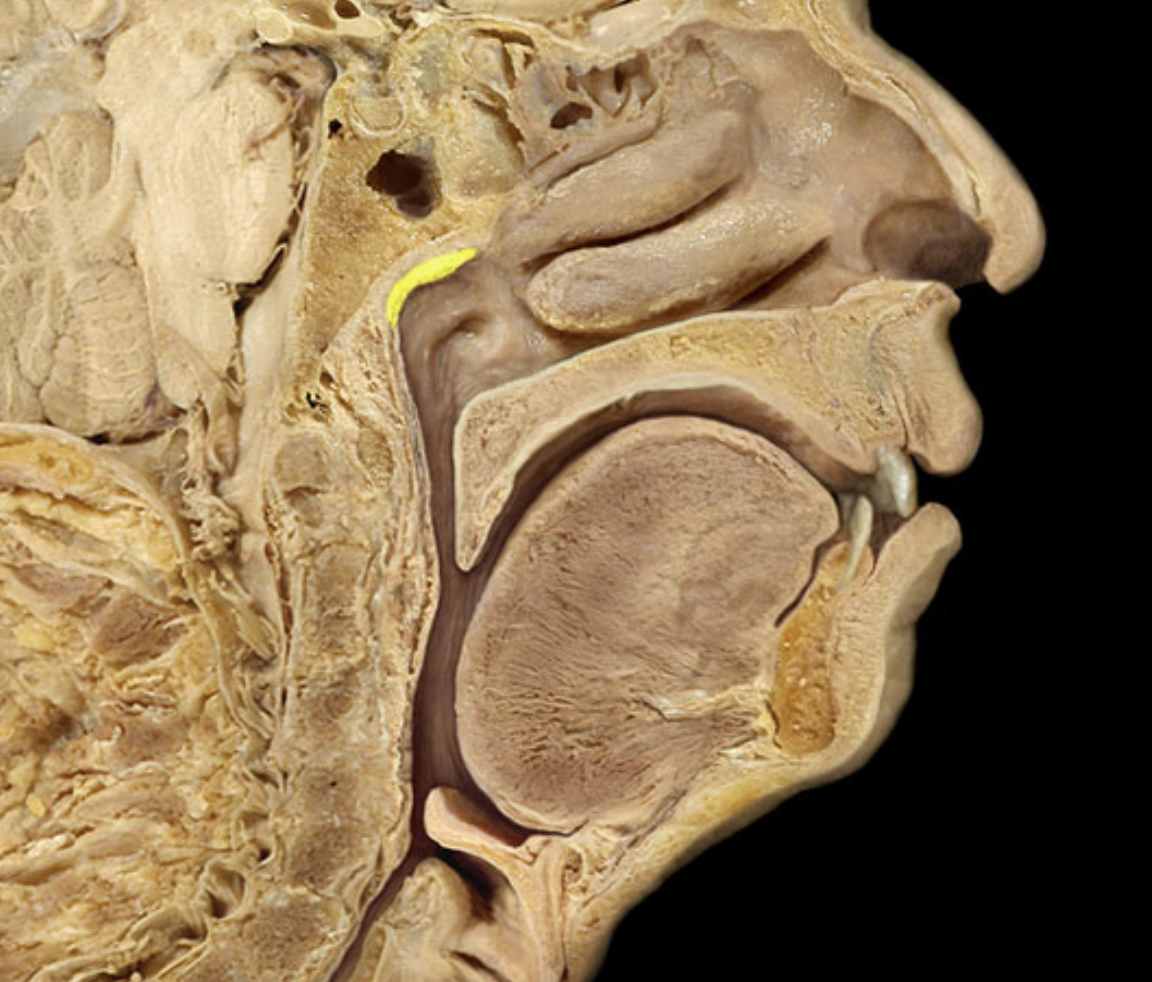 <p>Pharyngeal tonsils - lymphatic tissue, helps with immune response </p>