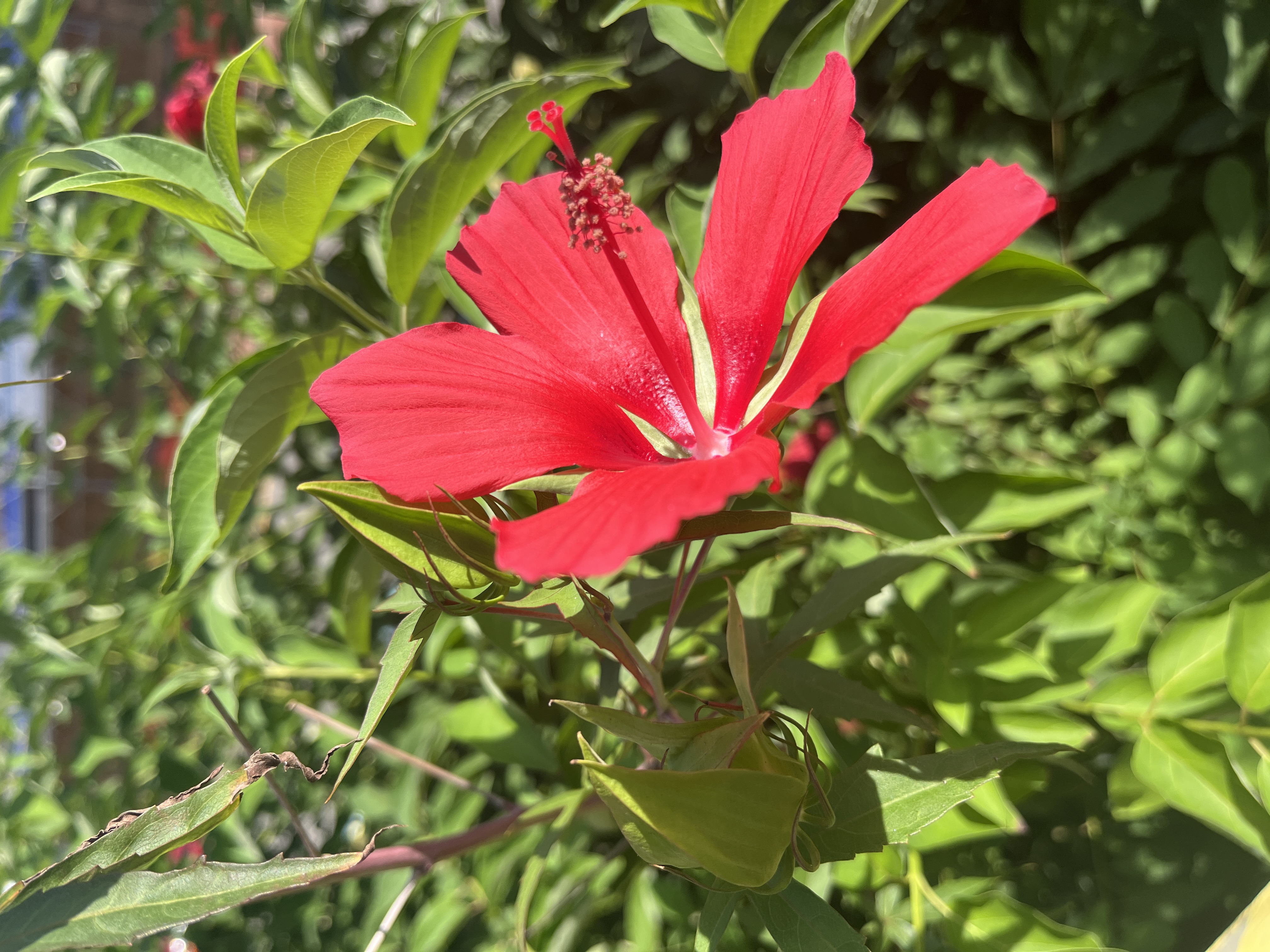 <p>Muenchhusia coccinea</p>