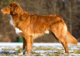 <p>welk type hond is dit</p>