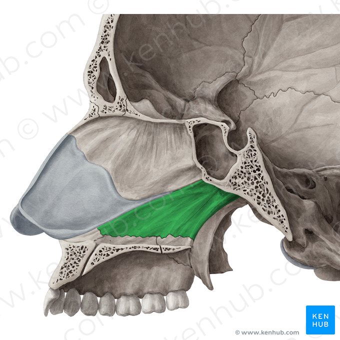 <p>ekecsont (paries medialis)</p>