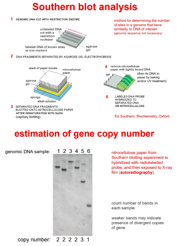 <p>by <strong>southern blotting</strong></p><ul><li><p>when the probes are added to the nitrocellulose they will hybridise to any fragment that contains the gene of interest</p></li><li><p>this will reveal separate bands due to differing total fragment sizes (after radioactive/fluorescent/enzymatic detection)</p></li><li><p>the bands can be counted to determine the number of copies of the gene in the chromosome</p></li><li><p>weaker bands indicates divergent copies of the genes</p></li></ul><p></p><p>the copy number and rough chromosomal location can be determined by fluorescent in situ hybridisation (FISH)</p><p></p>