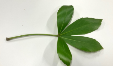 <p><span style="background-color: transparent;">multiple leaves emanate from a single point at the end of the petiole</span></p>