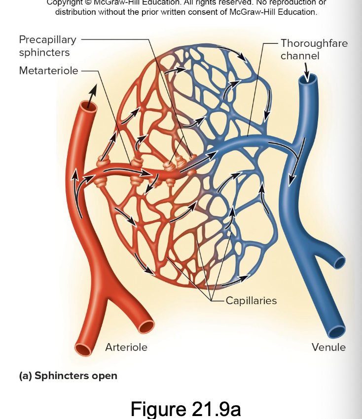 <p>the precapillar sphinters with relax/open and capillaries fill with blood</p>
