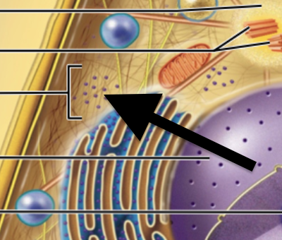 <p>Site of protein synthesis</p>