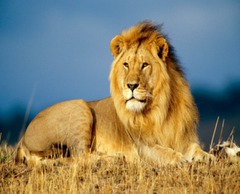 <p>The ______ is known as the king of the jungle.</p>