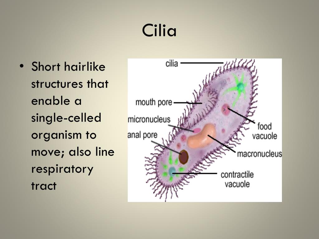<p>Hairlike processes on nearly every cell that is singular and doesn’t move </p><p>Sometimes it is sensory, other times its unknown why it is there</p><p>Some are motile, they beat in waves in the same direction and help to move materials such as mucus onward </p>