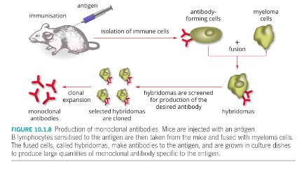 <ol type="1"><li><p><span>Mice are injected with a specific antigen for cancer cell.</span></p></li><li><p><span>The mice’s B lymphocytes produce specific antibodies.</span></p></li><li><p><span>These B cells are isolated from spleens of mice.</span></p></li><li><p><span>The B cells are fused with myeloma cells (from a plasma cell tumour which is an immortal cell line that continually undergo cell division without mutating as they age) to create a hybridoma.</span></p></li><li><p><span>The hybridoma makes many copies of the specific antibody (mAbs) which are then harvested.</span></p></li></ol><p></p>