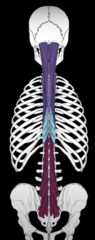 <p>-Includes semispinalis, multifidus, rotatores</p><p>-attach to spine, sacrum, illiac crest, skull</p><p>-columns stack on top of each other</p><p>-christmas tree-like fibers</p>